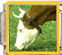 Cow picture enamel (2) - Click Image to Close